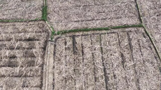 Drone shot flying directly over harvested agricultural plots with dry rice stubble and straw stock video