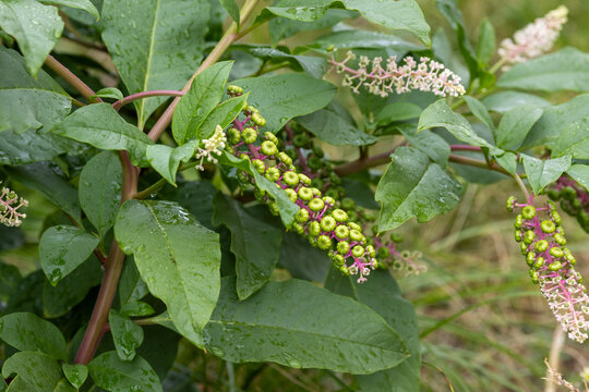 Close-up of ripening fruit on Phytolacca americana branches.
