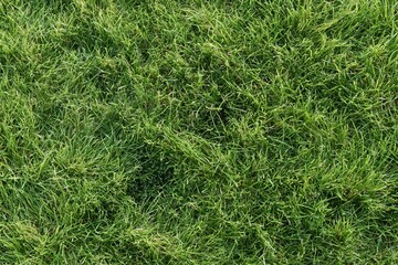 Naklejka premium The Lush Green Grass Closeup Creating a Vibrant Lawn Landscape