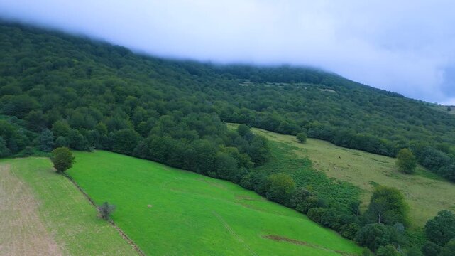 Aerial drone view of the beech forest landscape in summer near the Los Tornos Pass between Burgos and Cantabria, Spain. Europe