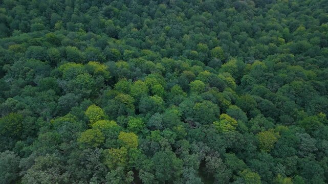 Aerial drone view of the beech forest landscape in summer near the Los Tornos Pass between Burgos and Cantabria, Spain. Europe