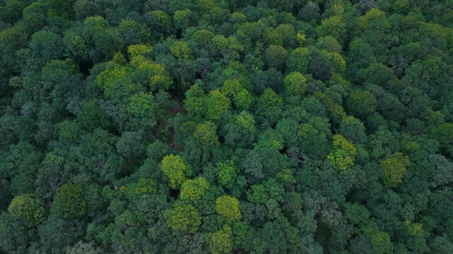 Aerial drone view of the beech forest landscape in summer near the Los Tornos Pass between Burgos and Cantabria, Spain. Europe