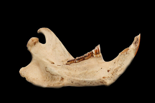 Beaver lower jaw bone with teeth, detailed anatomical specimen isolated on black background. Close-up view.