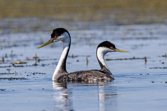 Western grebes float