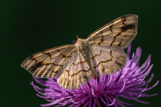 Scopula rubraria moth sits on purple flower. Plantain moth rests on blooming thistle in nature. Small insect with patterned wings feeds on nectar. Macro view of moth on wild plant in summer meadow.