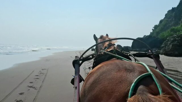 Tourists enjoying a traditional horse drawn carriage ride along the sandy coastline of Parangtritis Beach, Yogyakarta, Indonesia. This scenic travel moment represents Indonesian beach tourism.
