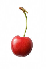 Single Ripe Red Cherry with Long Green Stem © Md