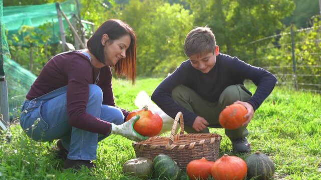 Happy mother and son harvesting pumpkins at house garden during fall season with chicken in background - Family lifestyle, farmer and organic food concept - UGC content