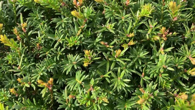 Taxus Media Hillii bush, detail close up, natural texture