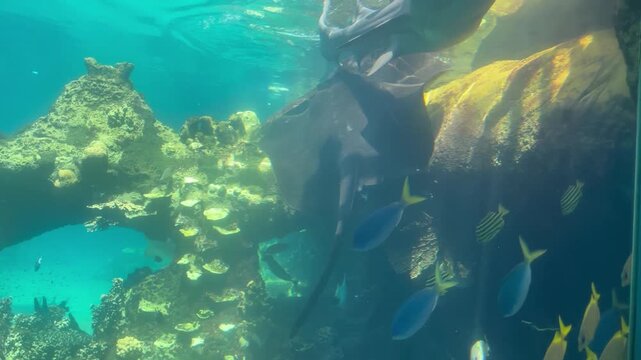 Underwater video footage of a small stingray swimming with sharks in their artificial enclosure