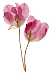 Fototapeta premium PNG Delicate pressed pink flowers