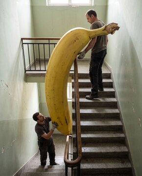 Giant Banana on the Stairs. Two men moving huge fruit