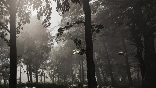 Sunlight filters gently through the tall trees in a serene forest, creating an enchanting atmosphere filled with mist. The scene evokes a sense of peace and wonder.