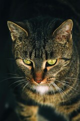 portrait of a cat © Azkha