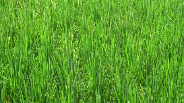 Lush green young rice plants swaying gently in the wind.
