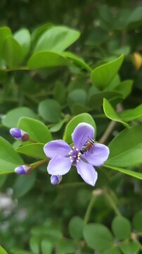 Vertical close up shot of a honey bee (Apis mellifera) walking and foraging on a purple Lignum Vitae flower (Guaiacum officinale), also known as Kaew Kallaya or Kaew Chao Chom, in a garden.
