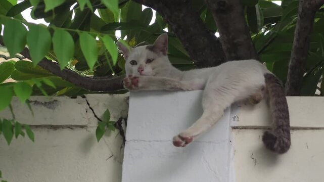 Low angle shot of a domestic stray cat (Felis catus) sleeping comfortably and relaxing on a concrete wall under the green leaves of a tree shadow.