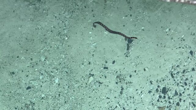 沖縄・座間味島の阿真港の透明な浅瀬を泳ぐ野生のウミヘビ【沖縄海洋生物動画】