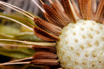 Dried Dandelion Seed Head with Spiky Bracts, Close-up of Mature Taraxacum Flower © AlMacro
