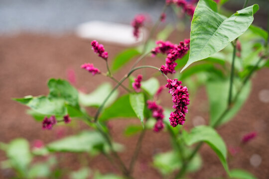 Drooping pink tassel flowers of Persicaria orientalis in garden