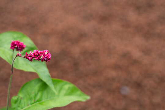 Pink flower spikes of kiss me over the garden gate plant