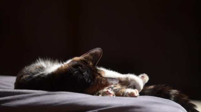 座布団の上でしっぽを振りながらうたたねするキジ猫