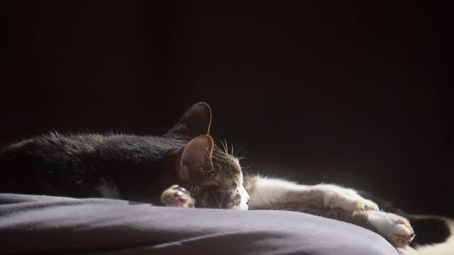 座布団の上でしっぽを振りながらうたたねするキジ猫