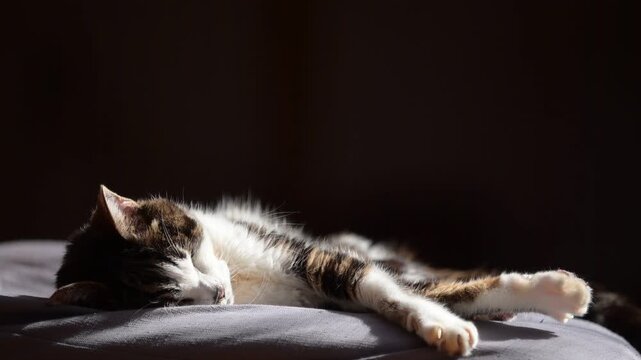 座布団の上でしっぽを振りながらうたたねするキジ猫