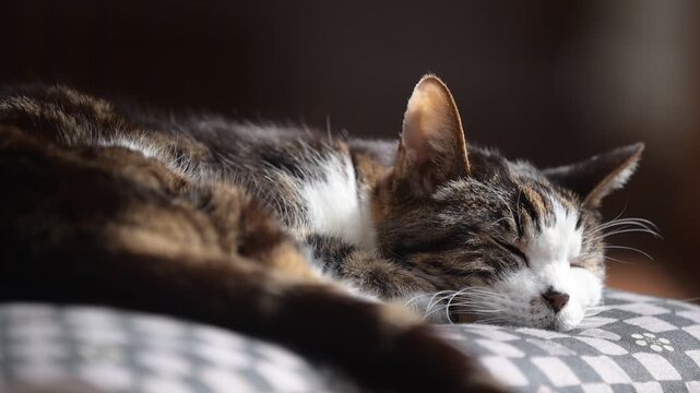 座布団の上でしっぽを振りながらうたたねするキジ猫