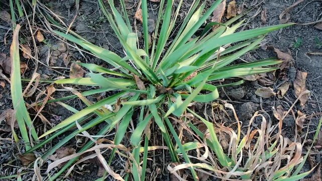 Green yucca plant surviving on dry cracked ground in garden during drought