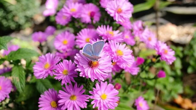 Small blue butterfly resting on pink aster flowers in blooming garden