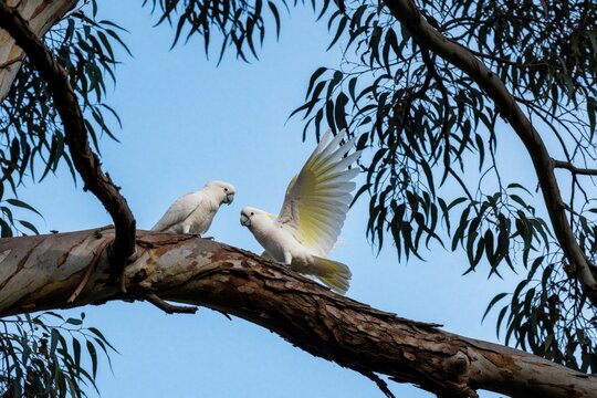 Two white corella parrots sit on large eucalyptus tree branch. One bird spreads wings wide showing yellow feathers. Australian cockatoos interact in wild nature under blue sky. Wildlife ornithology
