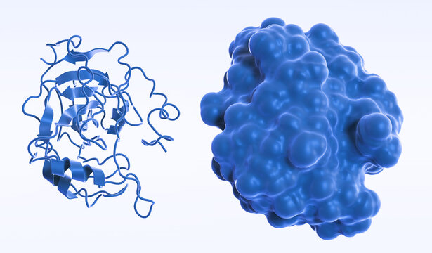 Carbonic anhydrase II enzyme molecule, one of isozymes of carbonic anhydrases, with orange zinc ion. Cartoon and molecular surface model, 3D render