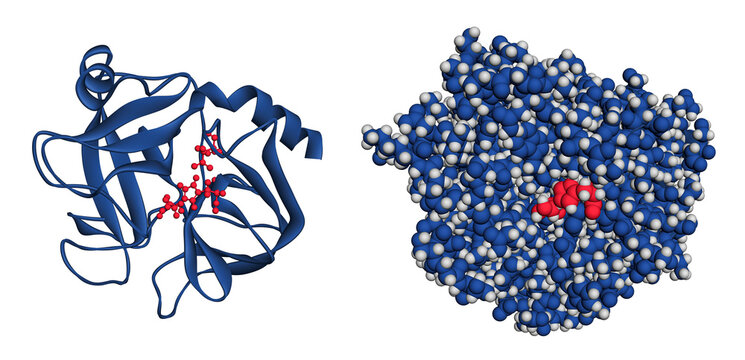 Trypsin enzyme molecule. Ribbon model with highlighted active center and space-filling atomic model. Trypsin preparations are used for the treatment of wounds, burns, and thrombosis. 3D render