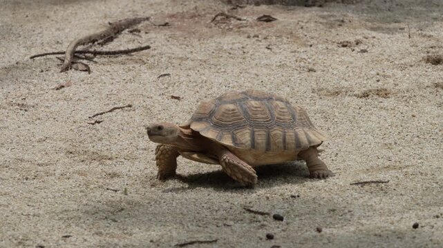 sulcata tortoise is a species of tortoise which inhabits the southern edge of the Sahara desert in northern Africa.