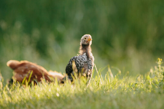 Young chick standing in green grass during golden hour