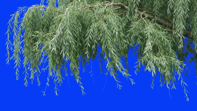 Detailed realistic 3D CGI rendering of green weeping willow tree branches hanging from above isolated on a blue background. Ideal for nature video overlays, park scenery, framing elements, eco promos,