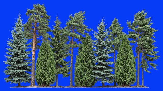 A picturesque row of evergreen conifer trees including pine and blue spruce trees over a studio chroma key blue screen background. Excellent for mountain landscape background composites, winter or tai