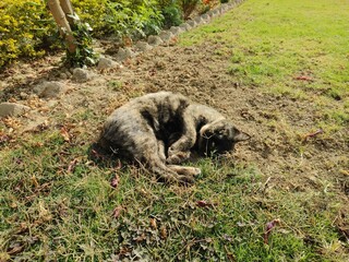 cat on the grass © Hamza
