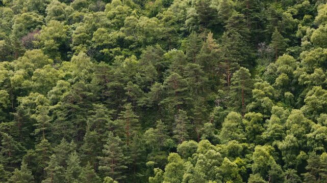 View of a densely forested mountain slope with lush green deciduous and pine trees, creating a natural woodland landscape and peaceful wilderness scene..
