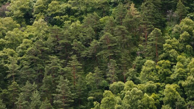 Panoramic view of a densely forested mountain slope with lush green deciduous and pine trees, creating a natural woodland landscape and peaceful wilderness scene..
