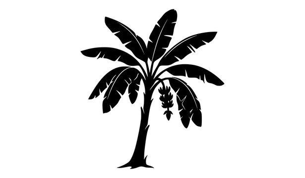 Black banana plant vector silhouette with drooping tropical leaves and ripening fruit cluster, exotic jungle tree illustration isolated on white background
