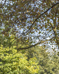 Fototapeta premium Sunlight filtering through autumn tree canopy