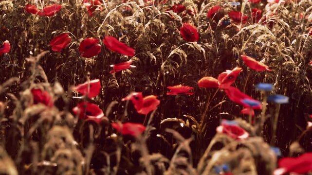 A beautiful landscape filled with red poppies and blue cornflowers dances gently in the breeze. Sunlight filters through, creating a magical glow over the colorful blooms.