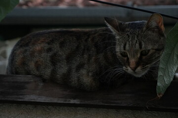 Close-up of a Cat Outdoors in Dim Twilight Lighting © Heidr