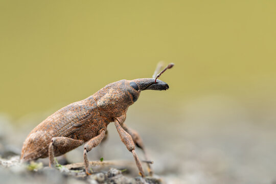 ハスジカツオゾウムシの横姿