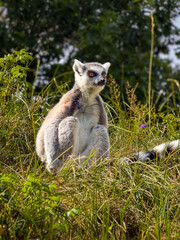 Fototapeta premium Ring-tailed lemur sitting in sunlit grass