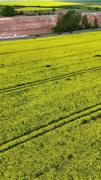 Vertical aerial drone ascent from a yellow agricultural field toward a road with moving cars