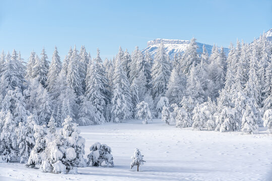 Winter landscape on the Bayard Plateau in the French Alps, with snow-covered trees surrounding a meadow and Ceuze mountain in the distance. Hautes-Alpes, France