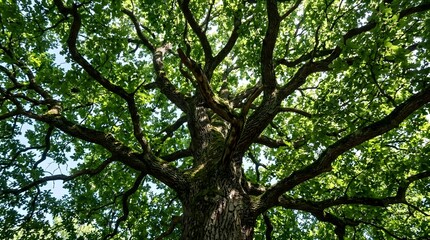 Obraz premium A giant very old tree view from below